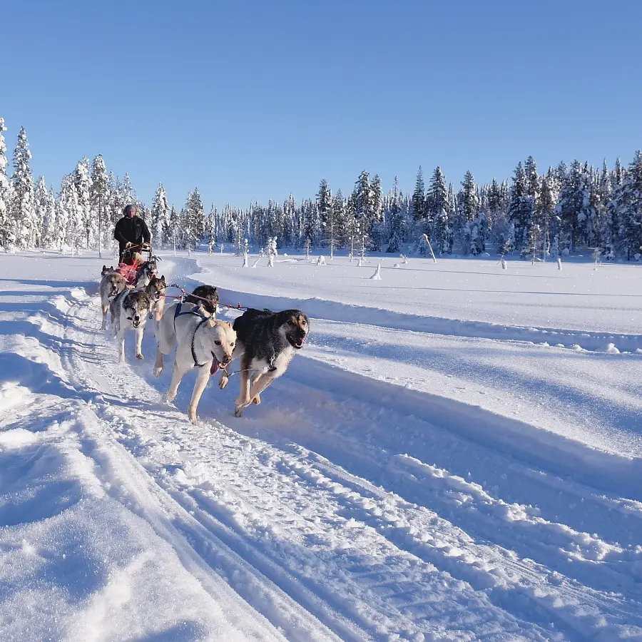Luxury villa Utsun Otso husky safari